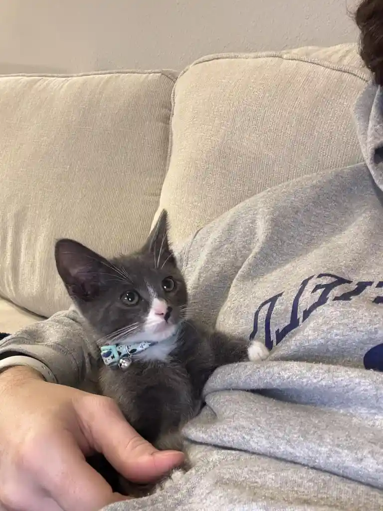 A small gray and white kitten with a light blue patterned collar and bell sits nestled in someone's lap on a beige couch…