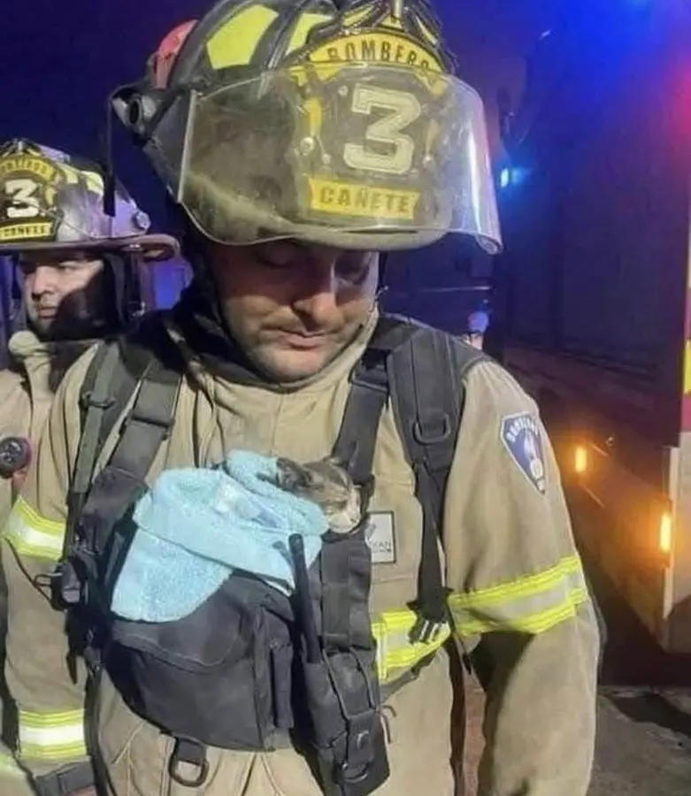 A firefighter in full gear, helmet marked 'BOMBEROS 3 CANETE', gently holds a small cat wrapped in a blue towel in his…