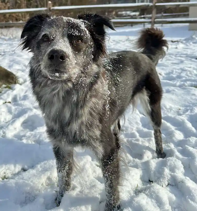 A medium-sized, fluffy dog with black and gray fur stands in a snowy yard, snowflakes and powder covering its face, fur, and…