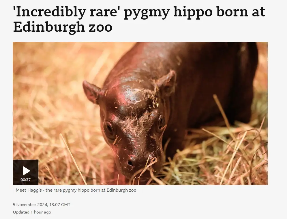 A close-up photo of a newborn pygmy hippopotamus calf, covered in mucus and straw, lying in a bed of hay. The image is from…