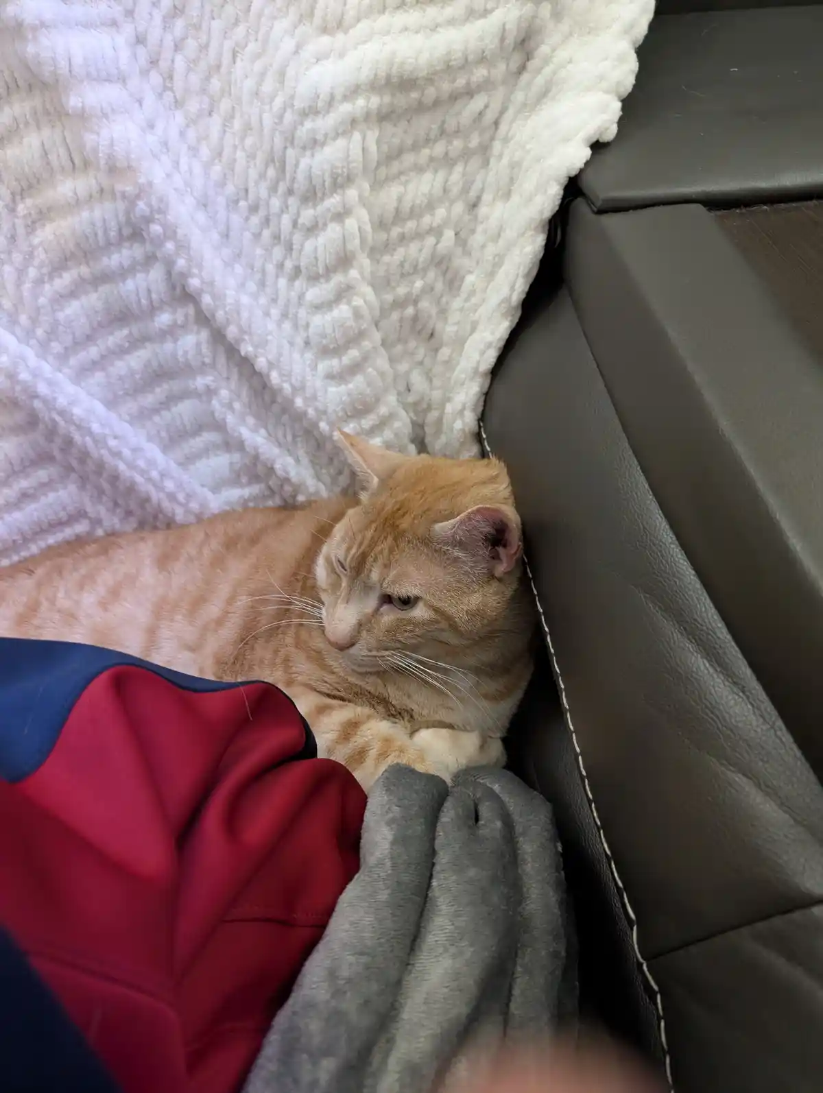 Leaning Forward for Gaming and This Little Rascal Stole My Cozy Spot!