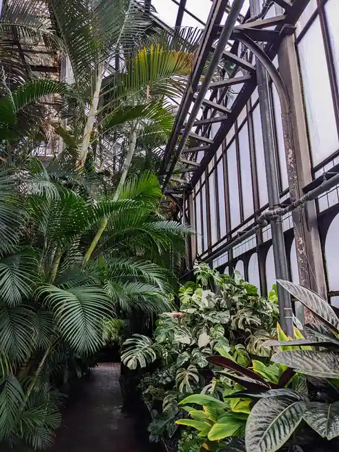 A lush indoor greenhouse filled with tall palm trees and various tropical plants, framed by a large, ornate metal and glass…