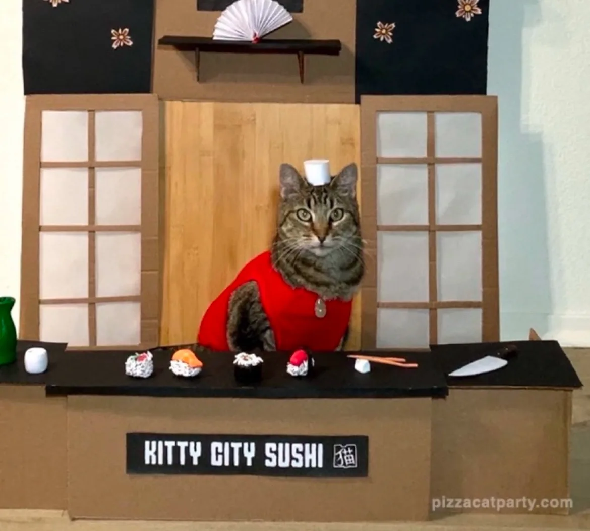 A tabby cat wearing a red shirt and a white cup on its head sits behind a cardboard sushi bar labeled 'Kitty City Sushi'…