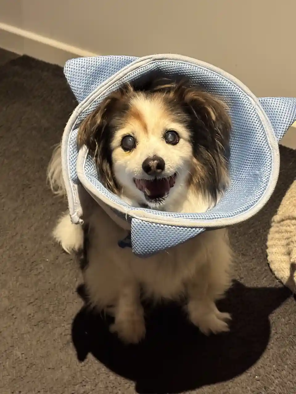 Daily Dose of Cuteness: Meet My Dog Panko