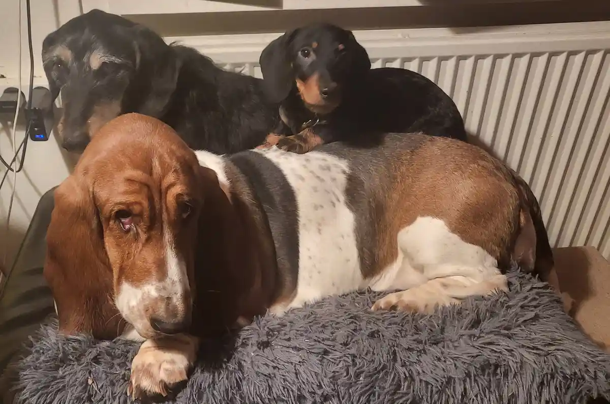 A large basset hound with droopy eyes and a sad expression lies on a grey shaggy blanket, while two dachshunds—one adult and…
