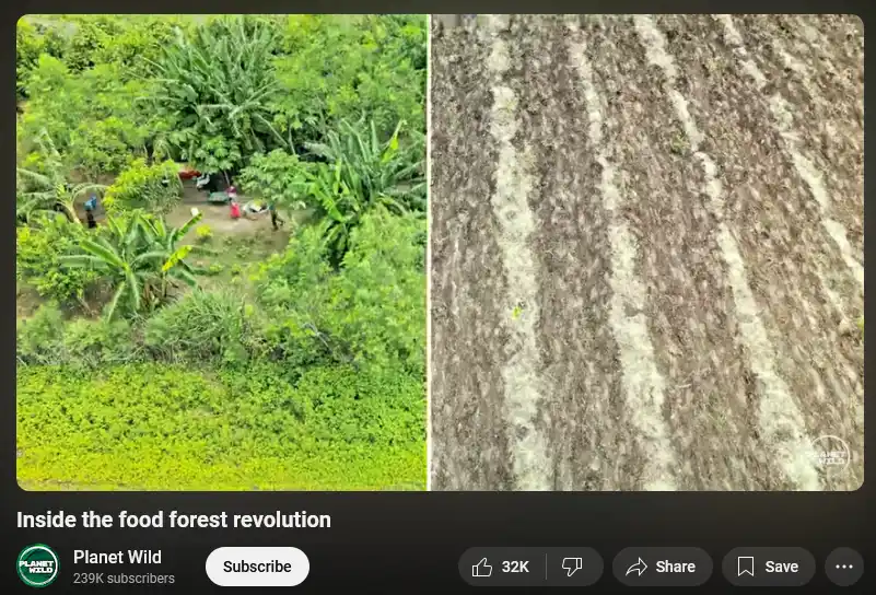 The image is split into two halves: the left shows a lush, green, dense forest with banana trees and people in a clearing…