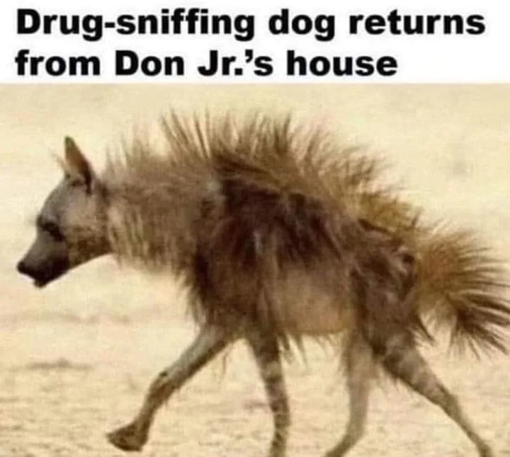 A hyena with shaggy, unkempt fur is walking across a sandy background. The image has bold black text at the top reading…