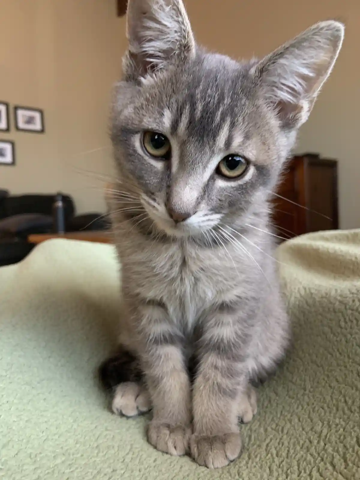 A close-up photo of a small gray tabby kitten with large, expressive green eyes sitting upright on a light green textured…