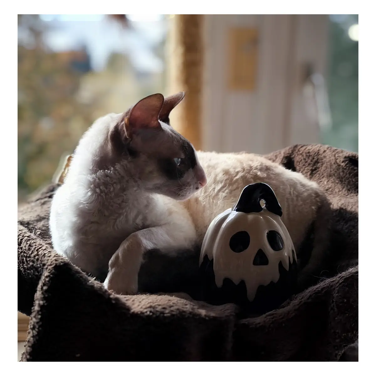 A fluffy, light-colored cat with dark markings rests on a brown blanket next to a small ceramic jack-o'-lantern. The cat…