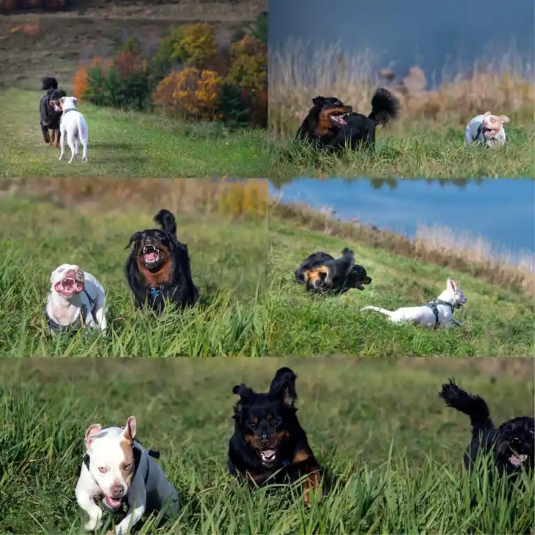 A six-panel collage shows two dogs, a black and tan Rottweiler and a white pit bull, playing energetically in a grassy field…
