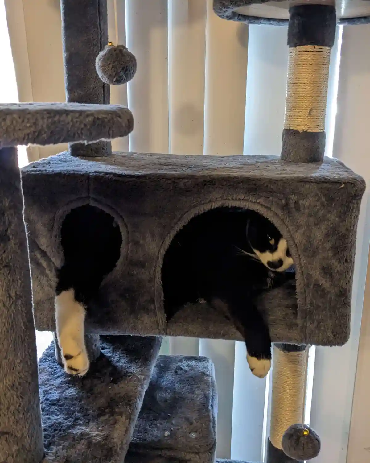 A black and white cat is lounging inside a cozy, enclosed compartment of a grey cat tree, with its paws dangling down. The…