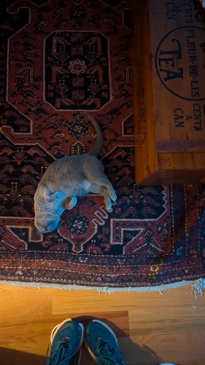 A gray cat is lying on its back on a patterned red and black rug, appearing relaxed or asleep. The photo is taken from a…