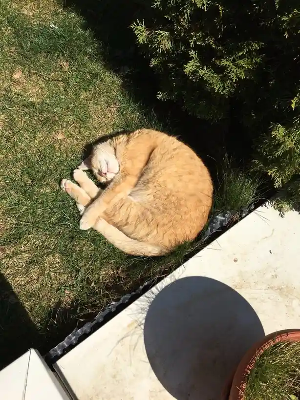 An orange tabby cat is curled up and sleeping peacefully on green grass next to a dark green bush and a white patio surface…