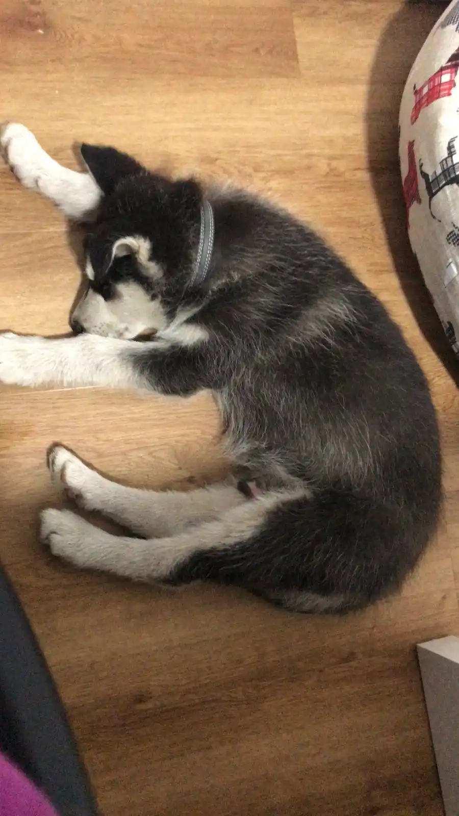 a black and white husky puppy is curled up sleeping on a wooden floor, one paw extended, wearing a collar. The overlaid text…