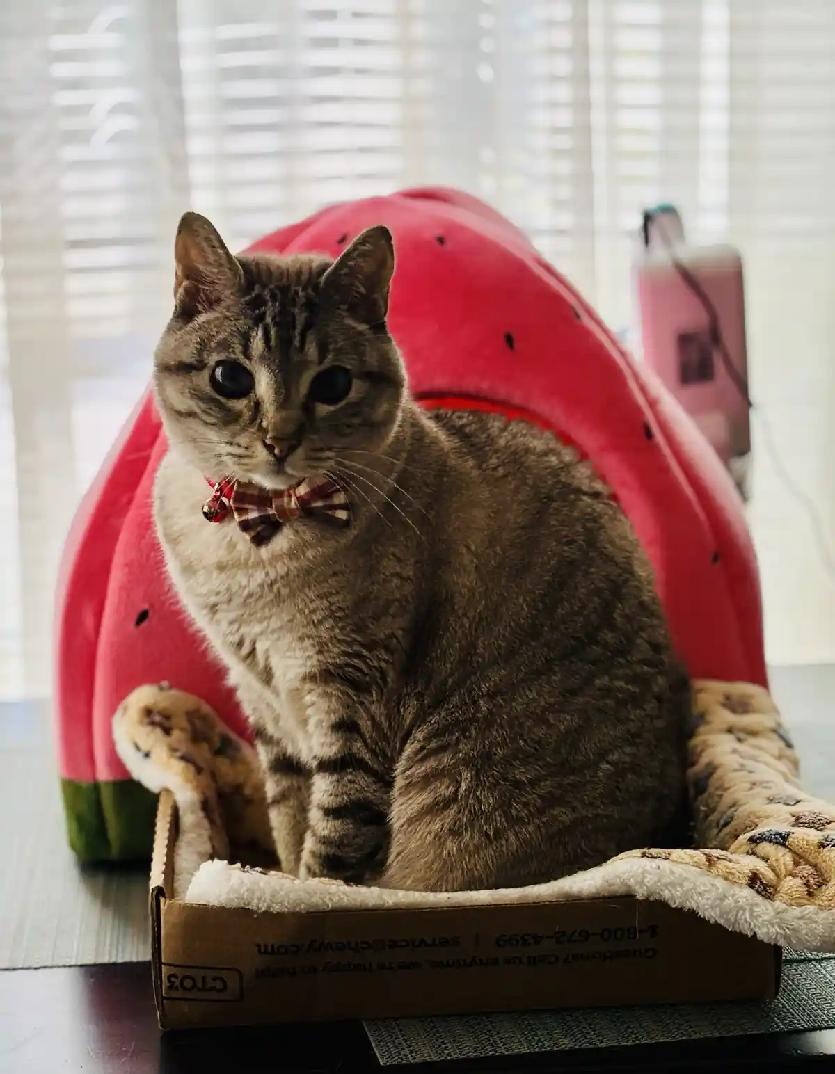 A tabby cat wearing a plaid bowtie sits regally in a cardboard pet bed, with a large red watermelon-shaped cat bed behind…