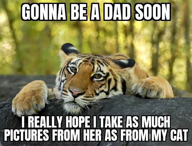 A young tiger cub lies on a dark rock in a forest, looking directly at the camera with a calm, slightly bored expression…