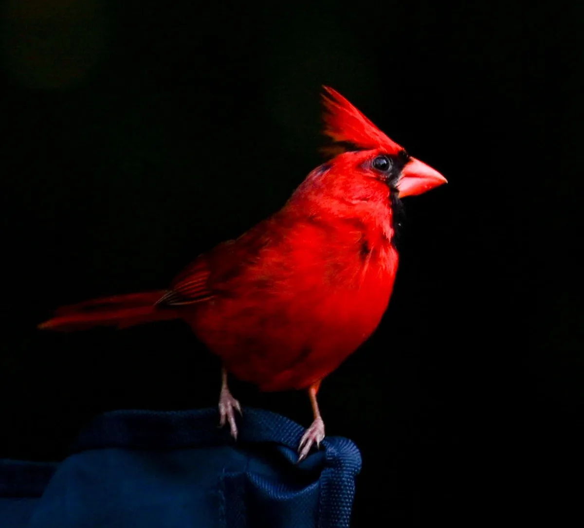 A vibrant red male cardinal bird with a prominent crest stands alert on a dark blue fabric surface against a solid black…
