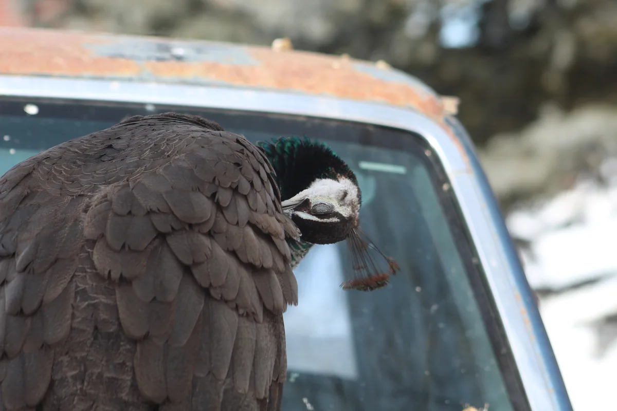 A close-up photo shows a peacock perched on the roof of a rusty, weathered car, its head turned away and feathers tucked in…