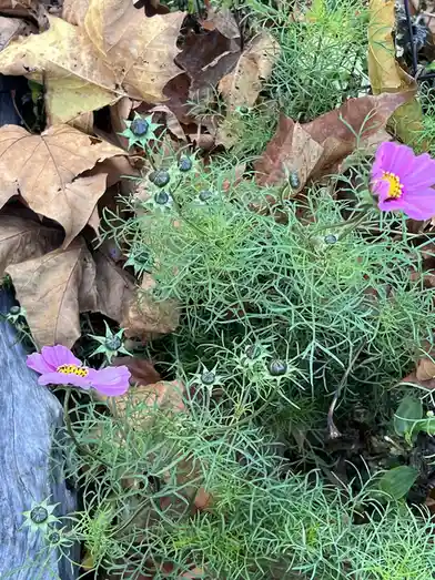 A close-up photo shows a green, feathery plant with two open pink cosmos flowers and many dark, round seed pods, surrounded…