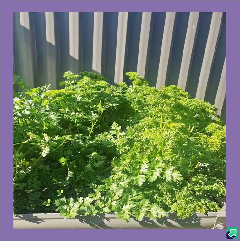 A lush, vibrant green parsley plant growing densely in a planter, with sunlight casting shadows on its leaves and a…