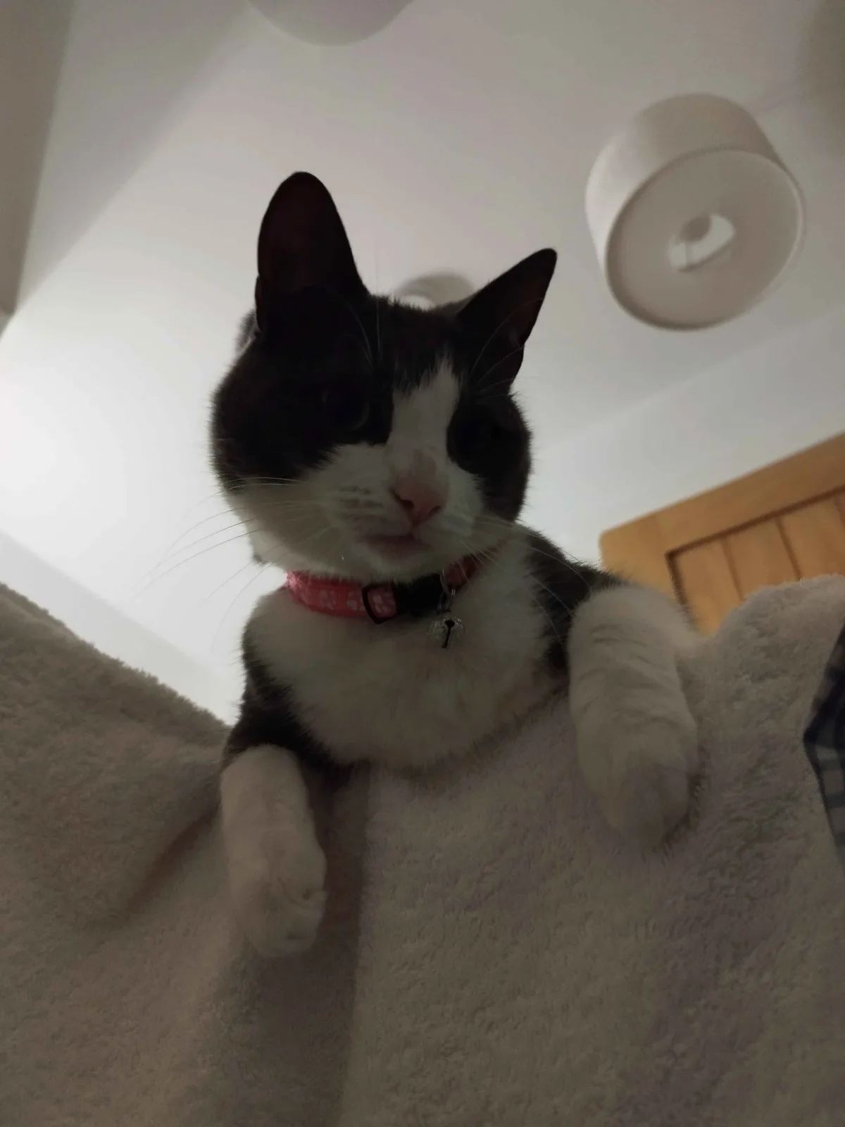A black-and-white cat with a pink collar and bell looks down at the camera from a fluffy white blanket, its paws resting on…