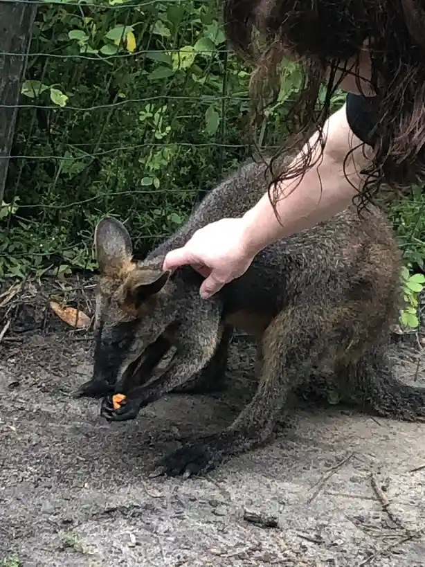Welcome to the Animal Sanctuary in Leon County!