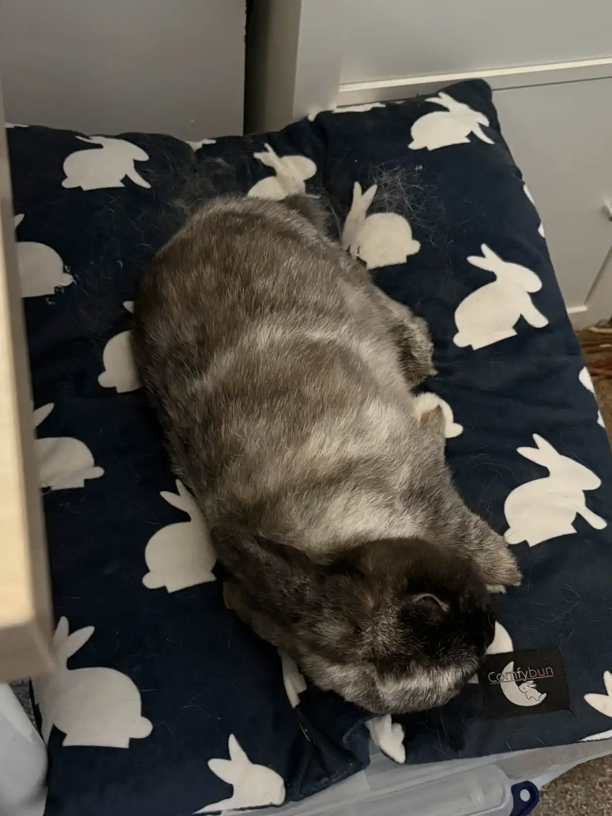 A gray and black rabbit is curled up sleeping on a dark blue pet bed that has white rabbit silhouettes printed on it. The…