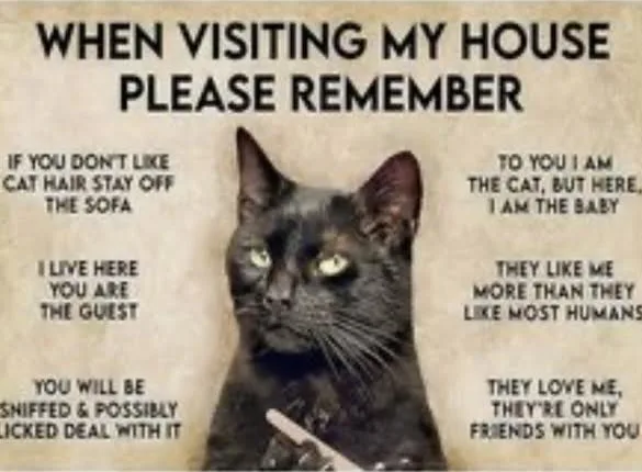 The Unwritten Rules of the Cat House