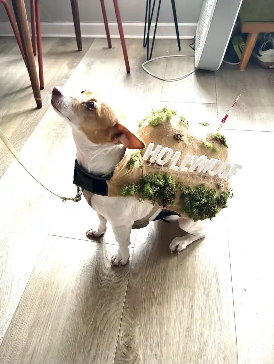 A small brown and white dog stands indoors on a light wood floor, wearing a costume resembling a hamburger with green moss…