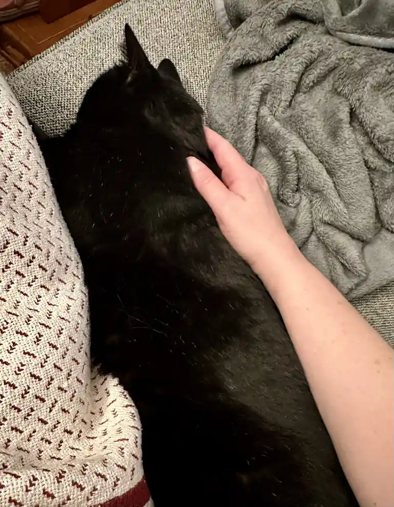 A person's hand is gently stroking the back of a black cat that is lying down on a textured gray blanket, next to a knitted…