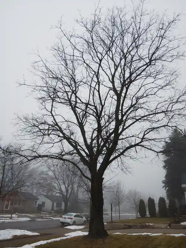 A large, leafless tree stands in a foggy, snowy suburban street, its bare branches sprawling against a gray sky. A white car…
