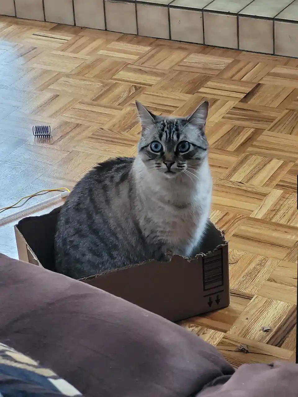 Mittens the Box Destroyer: Cardboard Chaos Unleashed!