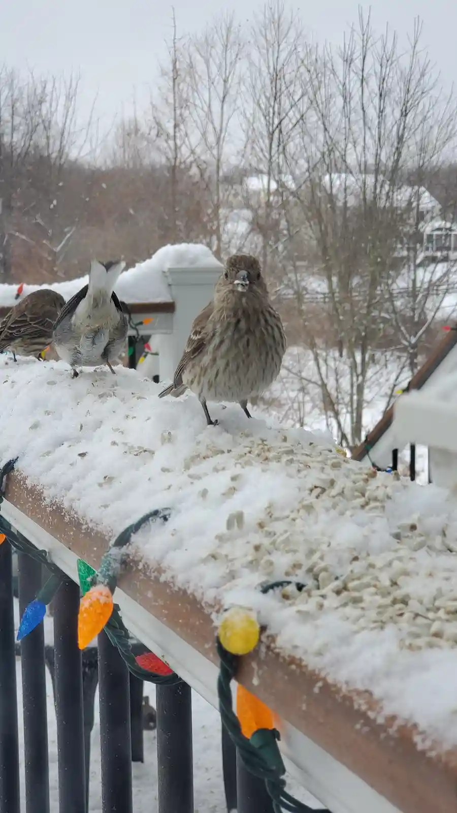 Three small birds stand on a snow-covered wooden railing during a snowy day, with colorful Christmas lights draped along the…