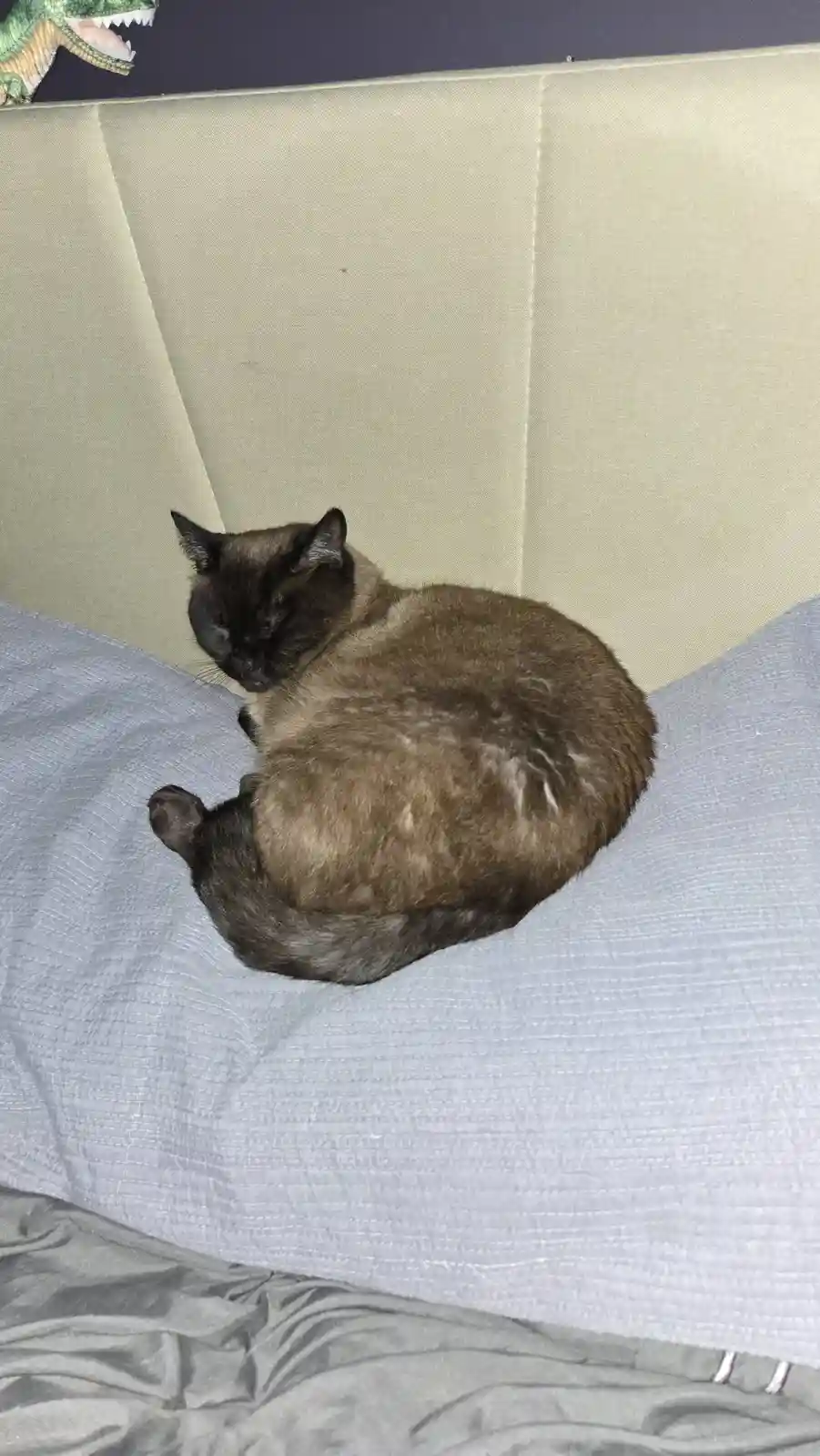 Woke Up with a Surprise: This Little Guy Claims My Pillow
