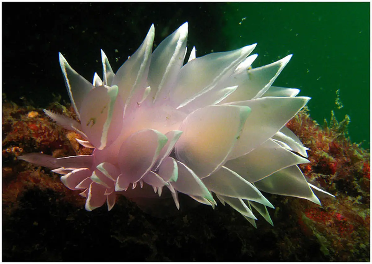 A translucent, pinkish-white sea slug with leaf-like appendages rests on a dark, algae-covered underwater surface. The…