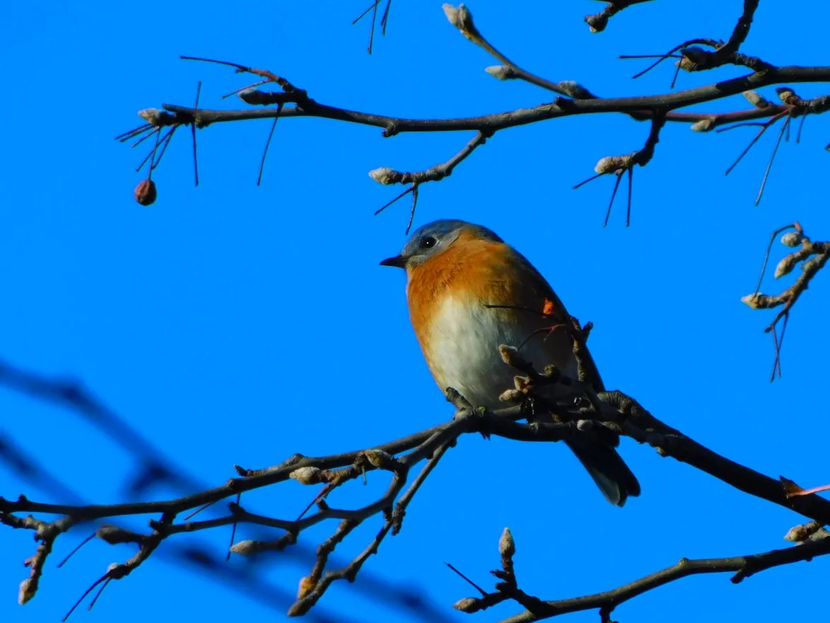 The Joyful Bluebird of Happiness