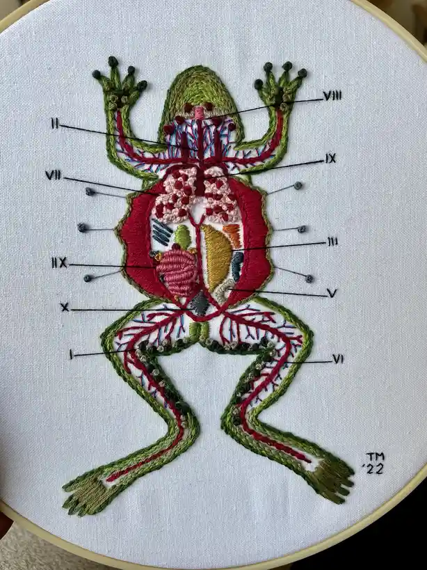 An embroidered anatomical diagram of a frog on white fabric in a hoop, with Roman numerals I through X labeled by lines…