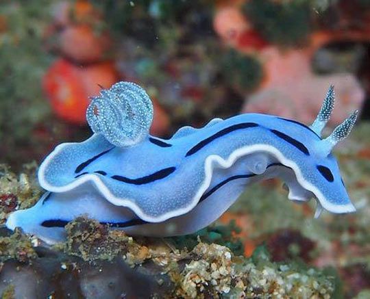 A vibrant blue sea slug with black stripes and white-edged appendages rests on a coral reef. The image has the text 'i'm not…