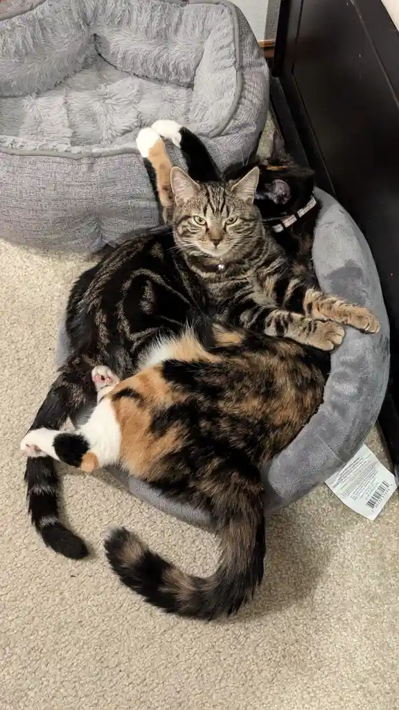 Two cats are curled up together in a grey pet bed on a carpeted floor. The tabby cat in the foreground looks directly at the…