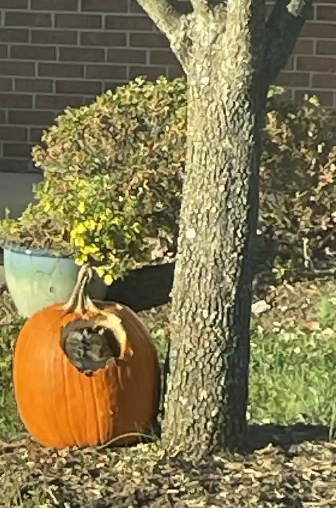 An orange pumpkin sits on mulch next to a tree trunk, with its top cut out to reveal a small, dark cavity inside. Behind it…
