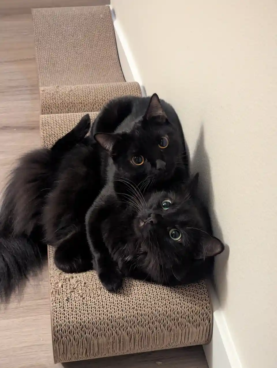 Two black cats are snuggled together on a cardboard scratcher, one lying on top of the other. The top cat has amber eyes and…