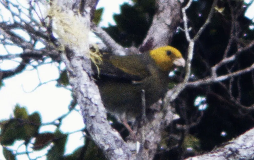 A blurry photo of a small bird with a bright yellow head and greenish body perched on a tree branch, with overlaid text…