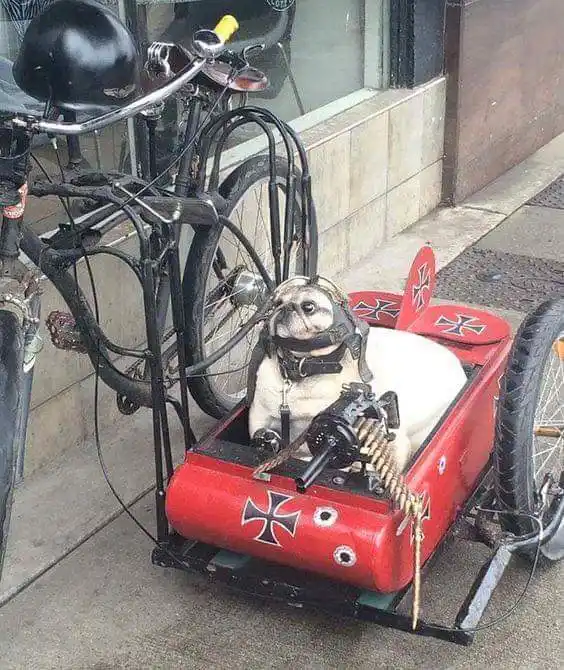 A fawn-colored pug wearing a pilot helmet and harness sits in a red, toy-like sidecar attached to a bicycle. The sidecar is…