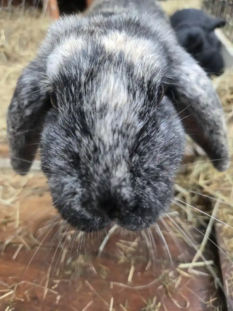 A close-up photo shows a gray and white speckled rabbit with long floppy ears looking directly at the camera from inside a…