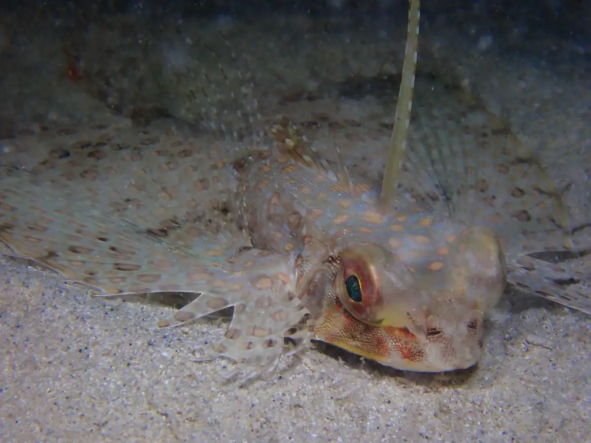A flatfish, likely a flounder or sole, camouflaged on a sandy ocean floor with mottled brown and beige patterns. Its large…