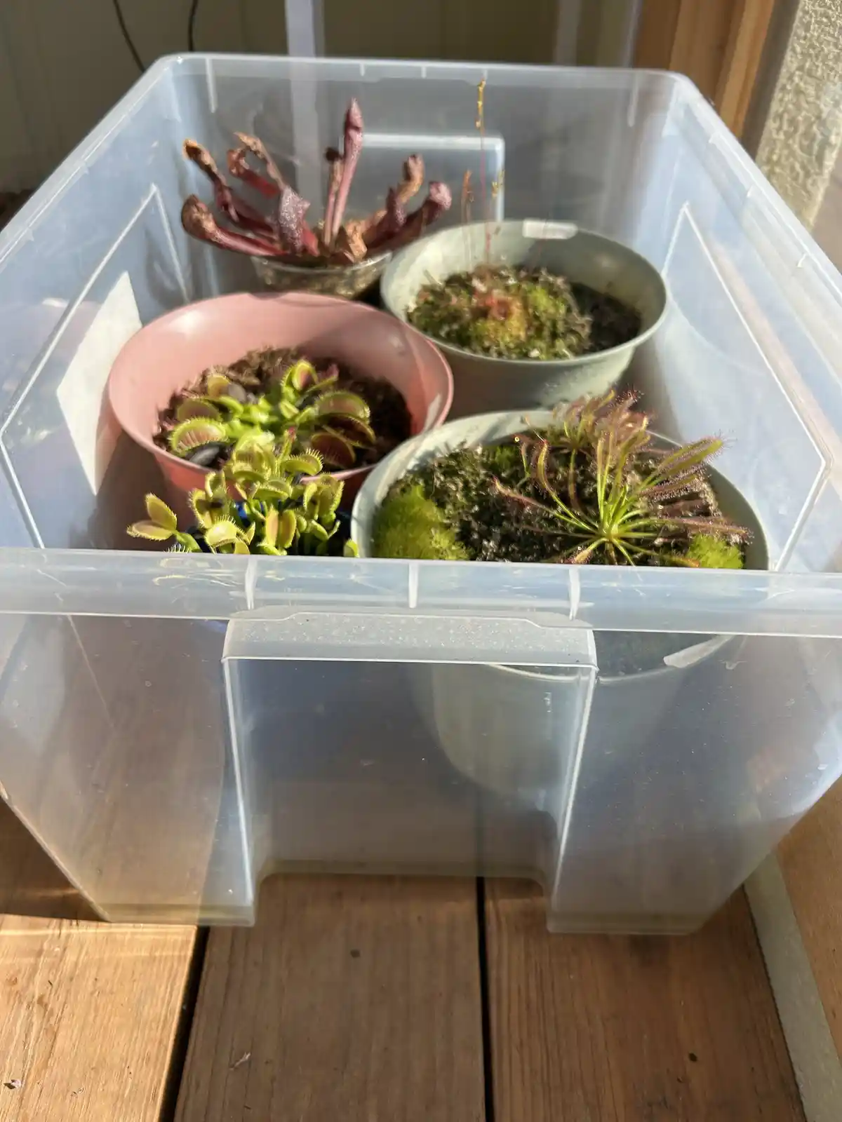 A clear plastic storage bin holds four small potted carnivorous plants, including Venus flytraps and pitcher plants, on a…
