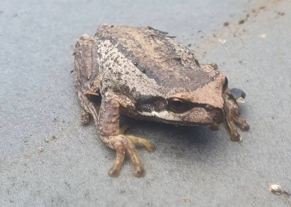 A small brown frog with mottled skin sits on a gray concrete surface, looking directly at the camera with a seemingly…