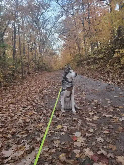 A husky dog sits patiently on a leaf-covered forest path during autumn, wearing a harness and attached to a bright green…