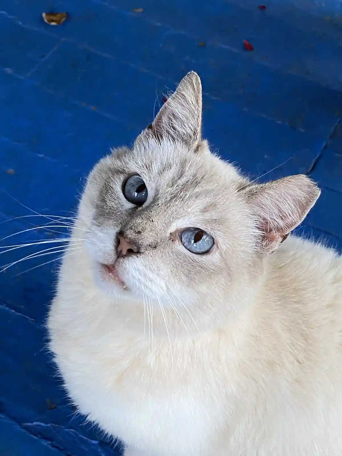 A close-up photo shows a light-colored cat with striking blue eyes looking upward against a textured blue background. The…