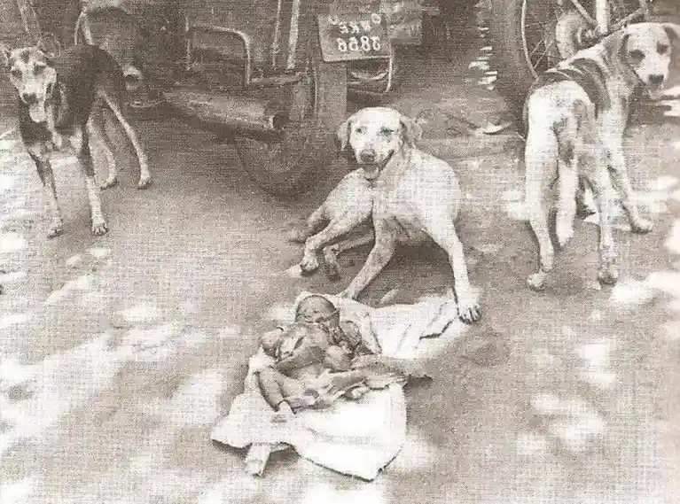 A grainy black-and-white photo shows three stray dogs surrounding a sleeping baby lying on a blanket on the ground. One dog…